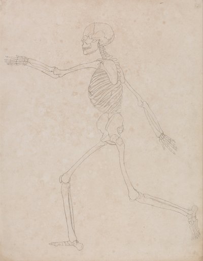 A Comparative Anatomical Exposition of the Structure of the Human Body with That of a Tiger and a Cow by George Stubbs